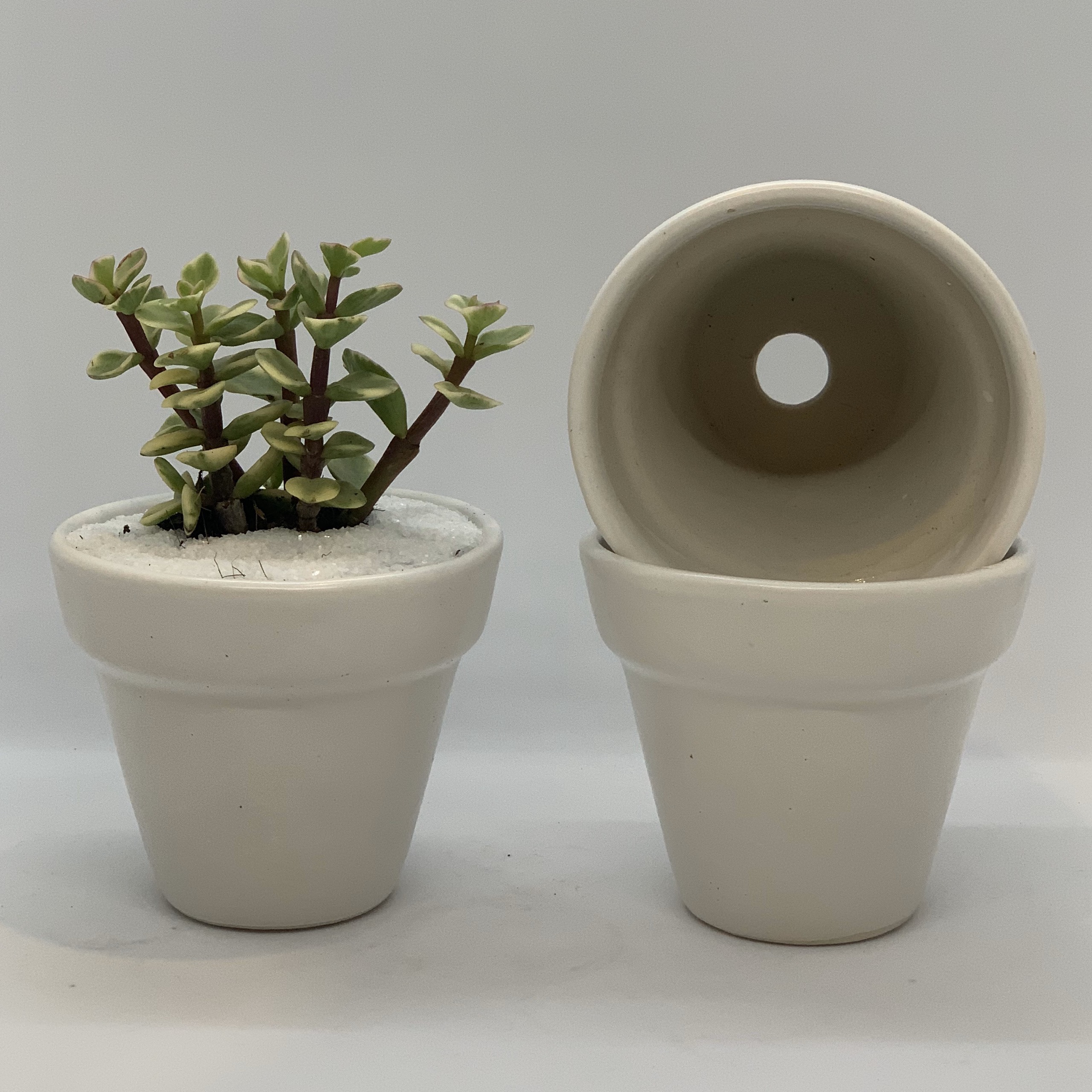 Bộ 3 Chậu Sứ - 7x7x7 Cm - Mầu Trắng - Dáng Trôn Ốc - Chậu Gốm Bát Tràng Trồng Cây Mini Để Bàn, Tiểu Cảnh Terrarium, Sen Đá & Xương Rồng