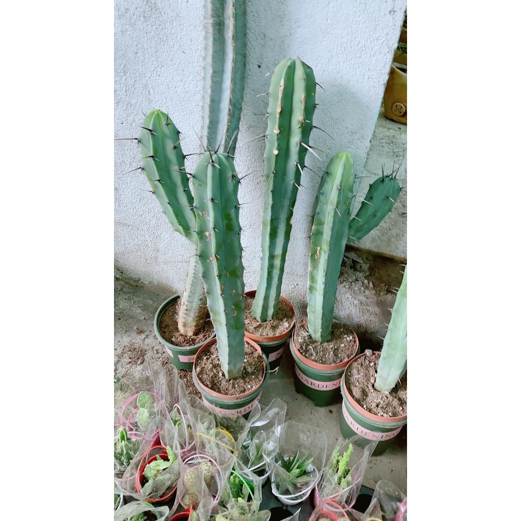 Xương Rồng Bụi Lớn