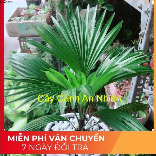 Chậu Cây Cọ Kiểng