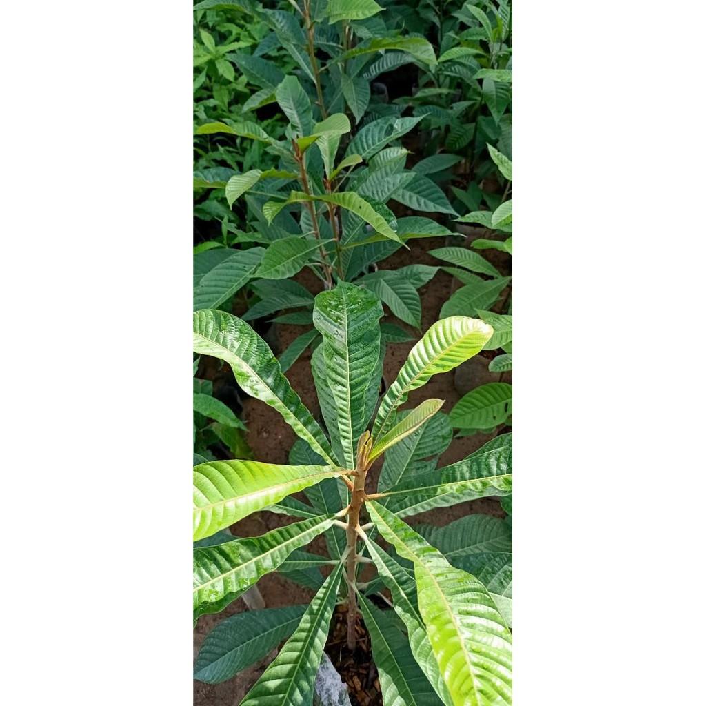 Cây hồng xiêm ruột đỏ khủng lồ