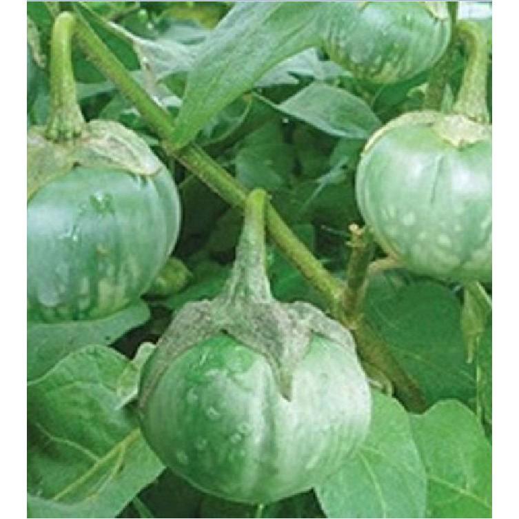 Hạt giống cà bát da ếch 2gr/gói
