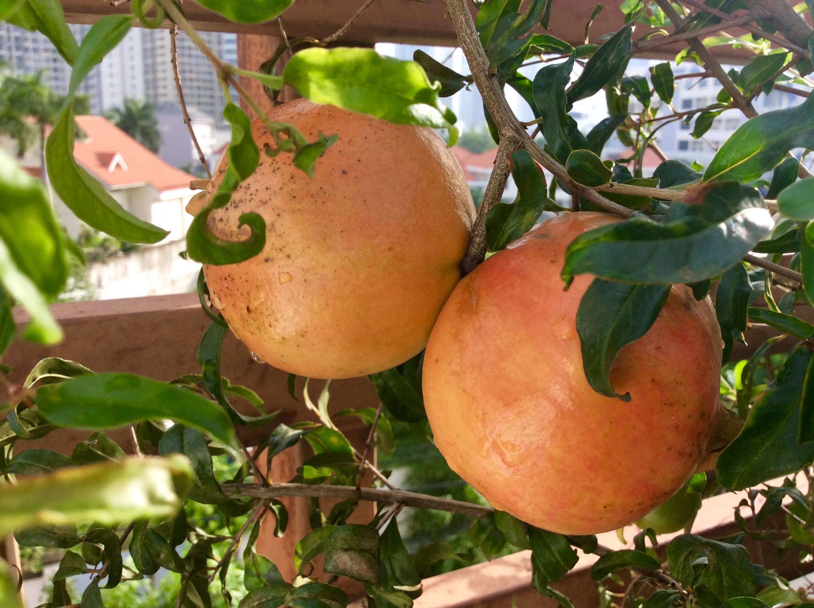 1L Phân Hữu Cơ Đạm Cá Tôm giàu Kali pha ra 400L Bón Cây Ăn Trái, Rau & Hoa Cảnh