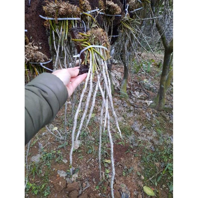 Hoa Phong Lan Hoàng Thảo Kèn