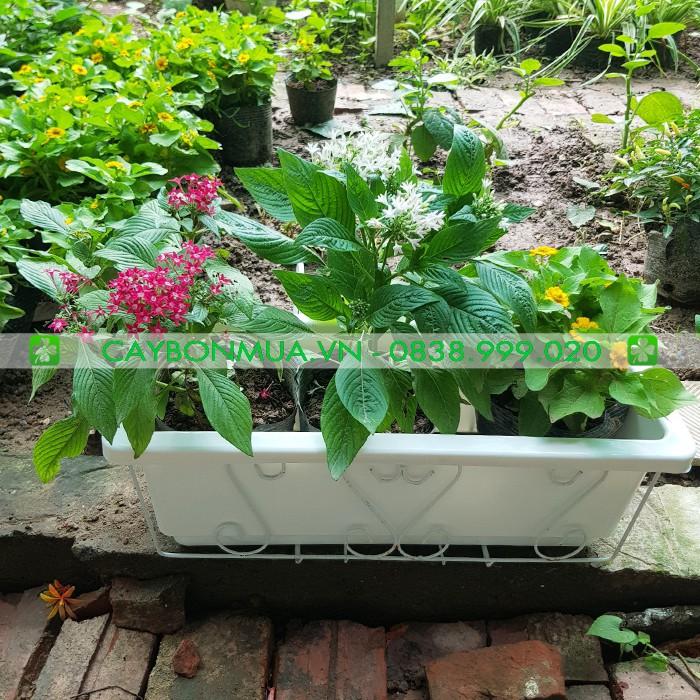 Chậu hình máng - Chậu máng nhựa treo ban công - Chậu mang nhựa trắng cao cấp có khung sắt siêu rẻ khi mua kèm