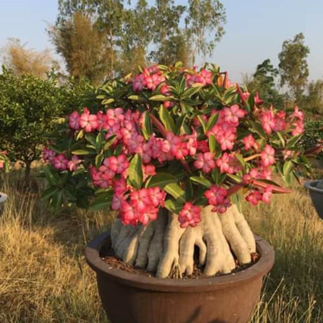 Hạt giống cây hoa sứ kim tự tháp - Gói 5 hạt/ kèm 3 viên nén xơ dừa ươm hạt