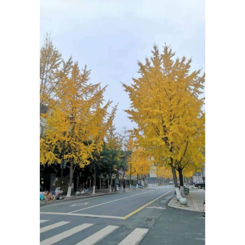 Cây ngân hạnh