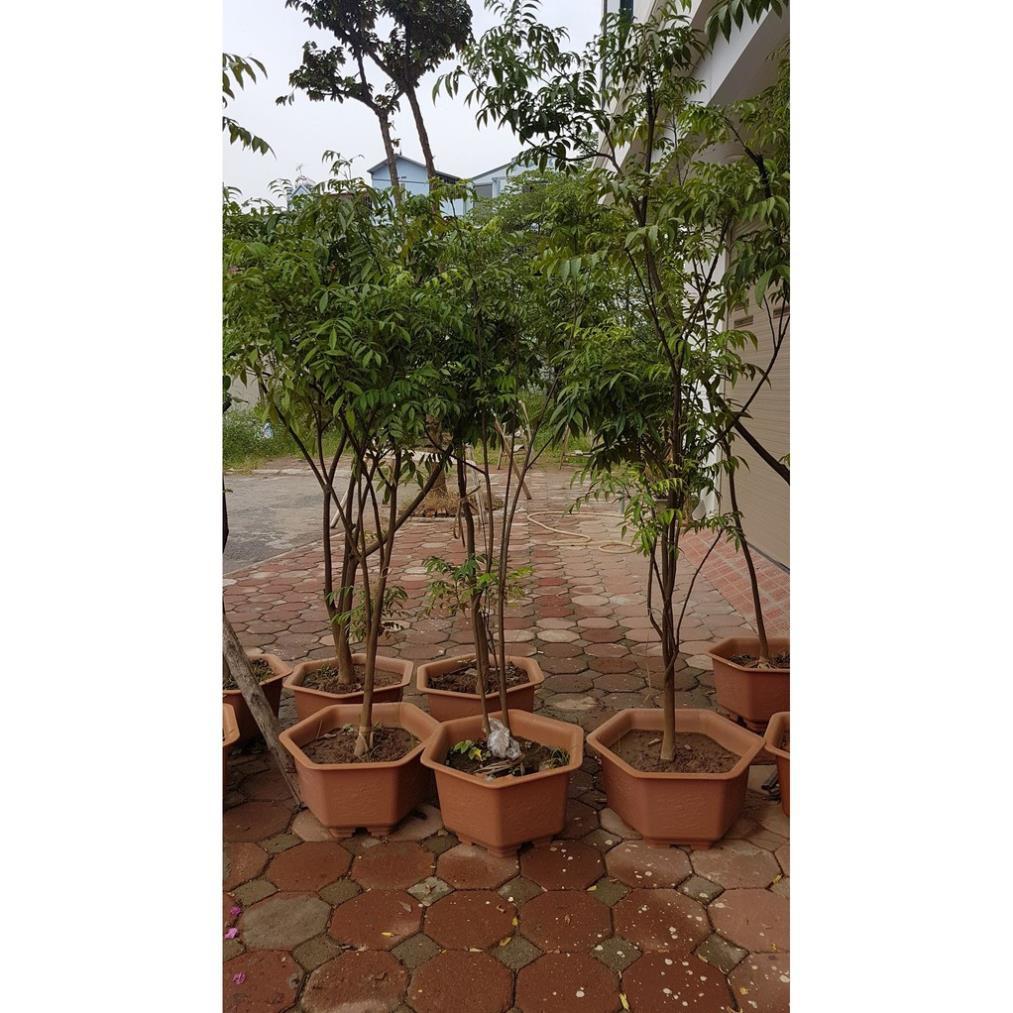 Cây mắc mật - trưởng thành đã cho thu hoạch