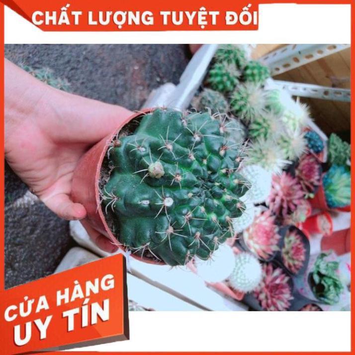 Chậu Xương Rồng Thần Long size đại Nhiều Người Mua