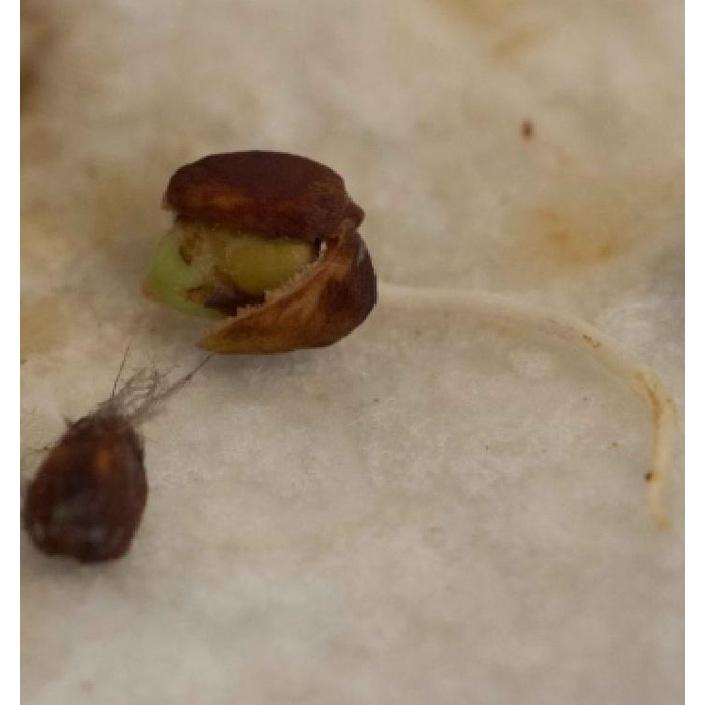 Hạt giống hoa hồng cổ vân khôi KNS3426 - Gói 10 hạt