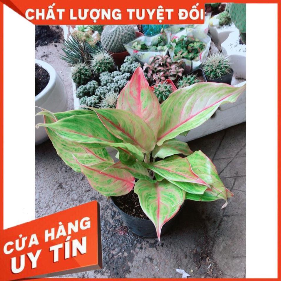 Cây Phú Quý Giống Vàng