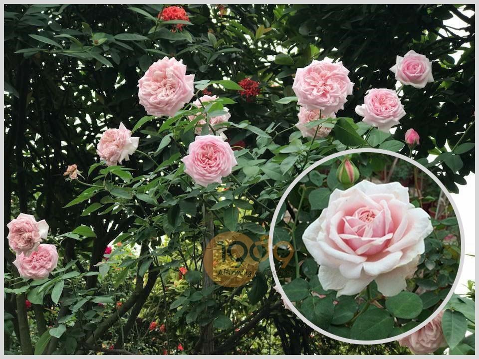 CÂY GIỐNG HỒNG CỔ SA PA THIÊN HA ĐẸP NHẤT LOÀI HOA CỔ NHẤT VIỆT NAM