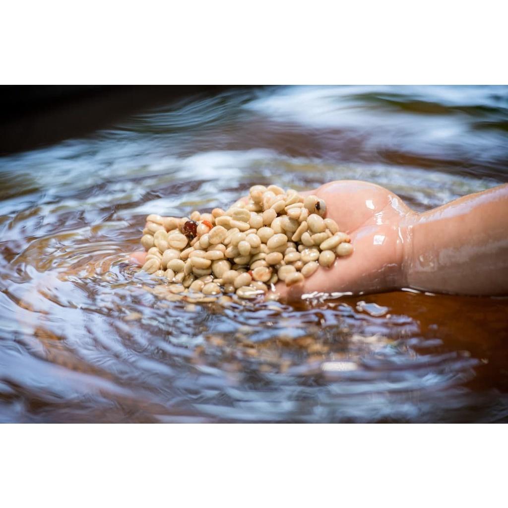 Arabica Washed - Vị đắng nhẹ, chua thanh, hương trái cây, hậu ngọt dịu - Cà phê pha phin/ Pha máy |250 - 500gr|