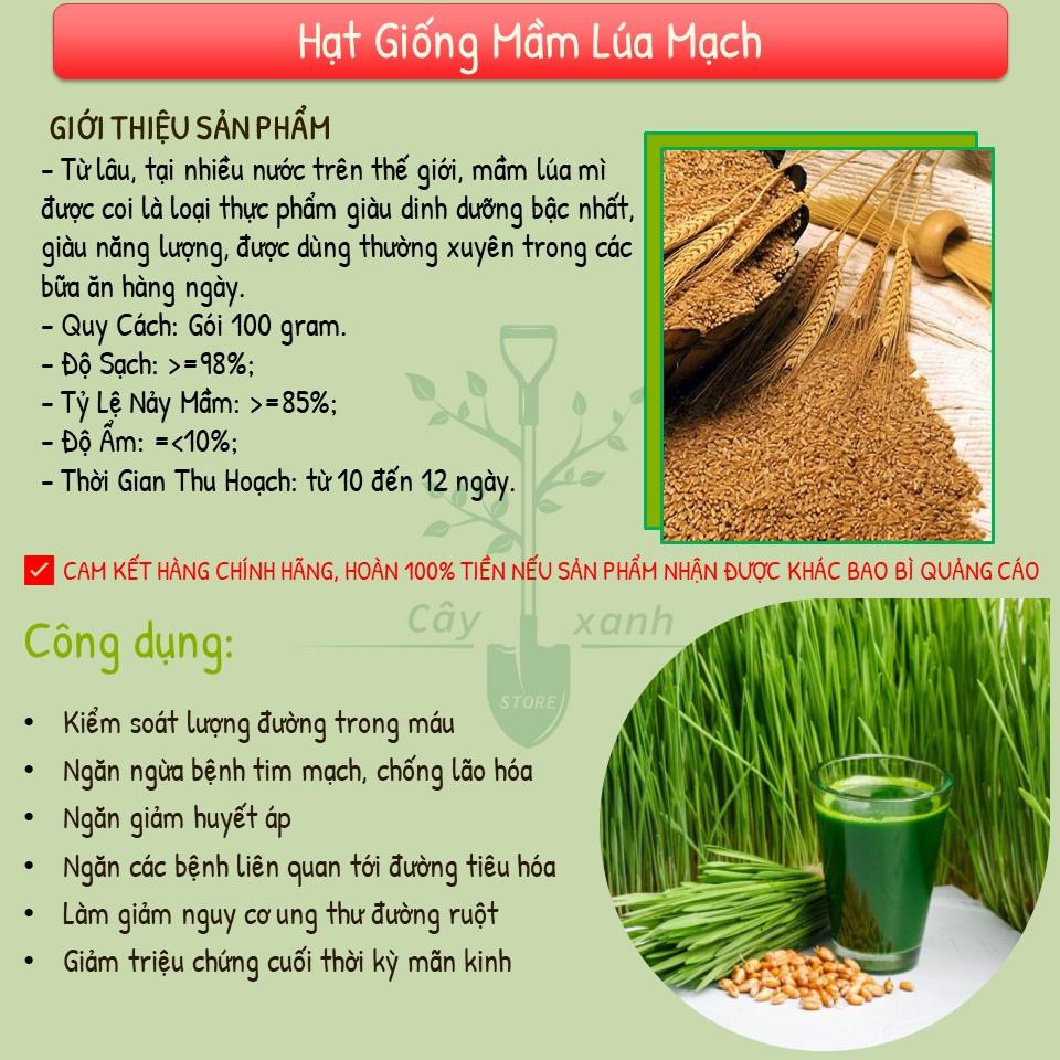 Hạt Giống Cỏ Lúa Mì Dễ Trồng, Thơm Ngon, Nhanh Thu Hoạch - Gói 100gr