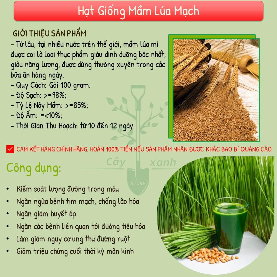 Hạt Giống Cỏ Lúa Mì (Mầm Lúa Mạch) Dễ Trồng, Thơm Ngon, Nhanh Thu Hoạch - Gói 100gr