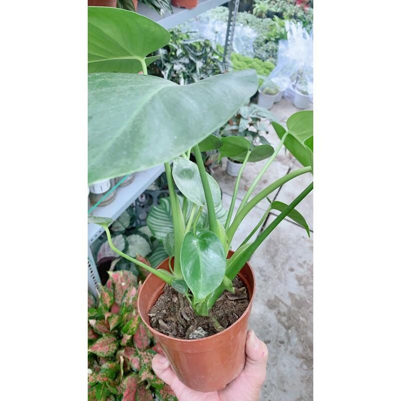 Trầu Bà Lá Xẻ Mini