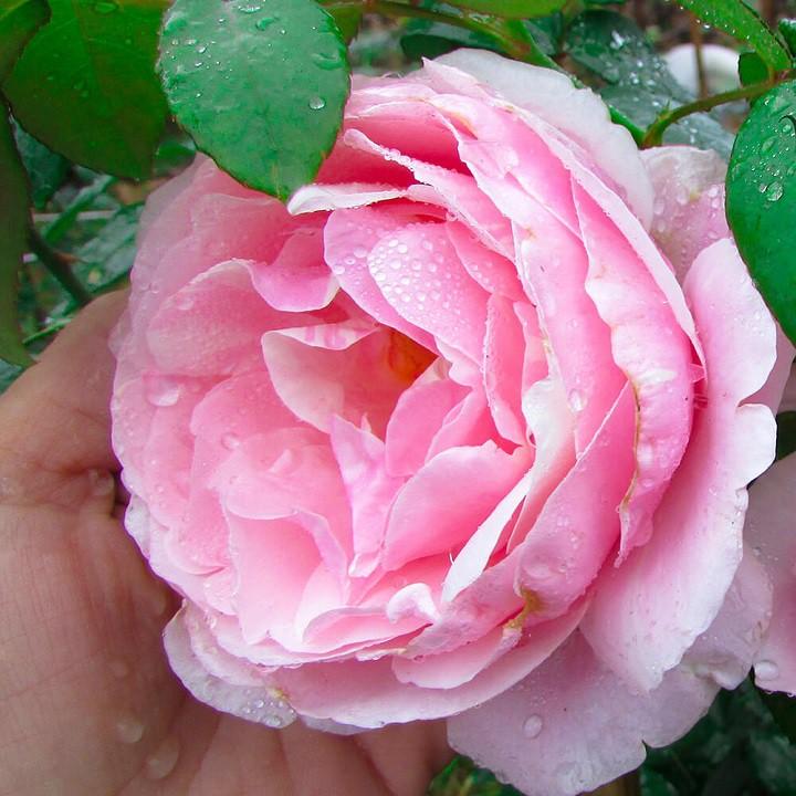 HOA HỒNG NGOẠI CHẬU LỚN