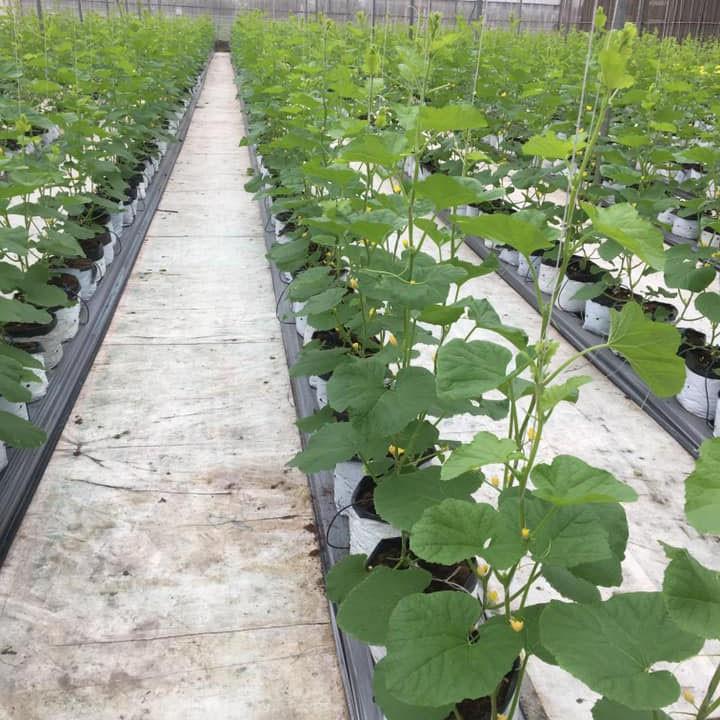 Đai Kẹp thân Dưa lưới - Đai Giữ Thân Cây