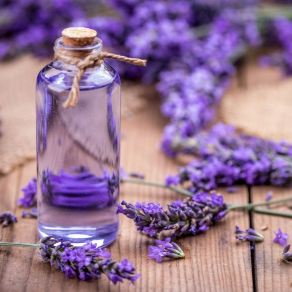 Tinh Dầu Oải Hương Leviter 10ml Treo Phòng, Tủ Quần Áo, Giúp Khử Mùi, Thơm Phòng Hiệu Quả