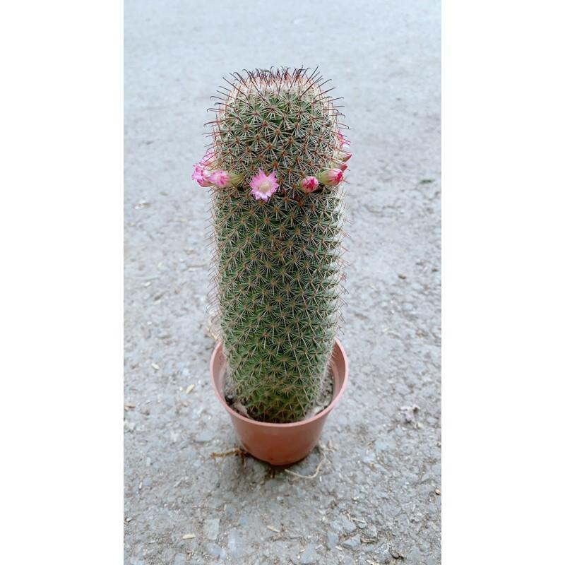 Xương Rồng Nở Hoa