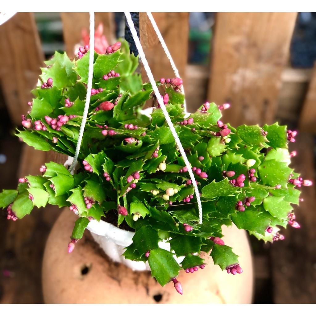 Chậu hoa Tiểu Quỳnh màu cam