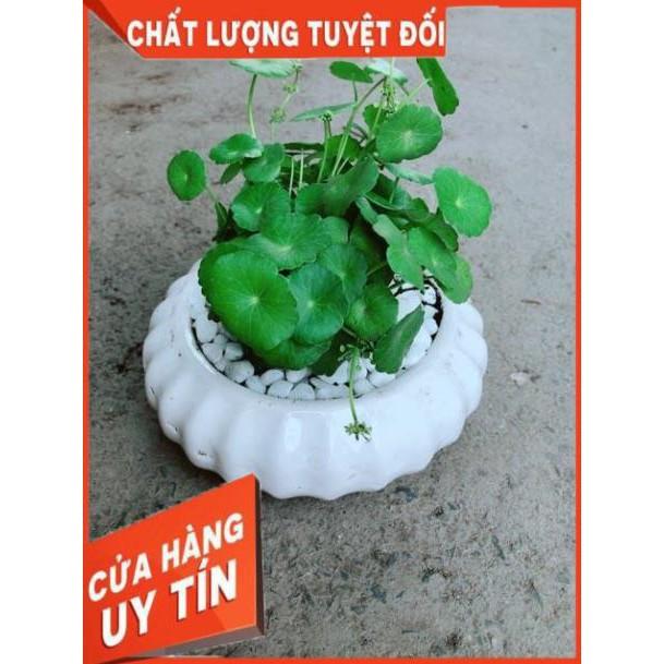 Chậu Cỏ Đồng Tiền