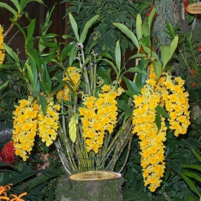 CHẬU LAN KIỀU VÀNG MỠ GÀ ,DÒNG LAN THỦY TIÊN