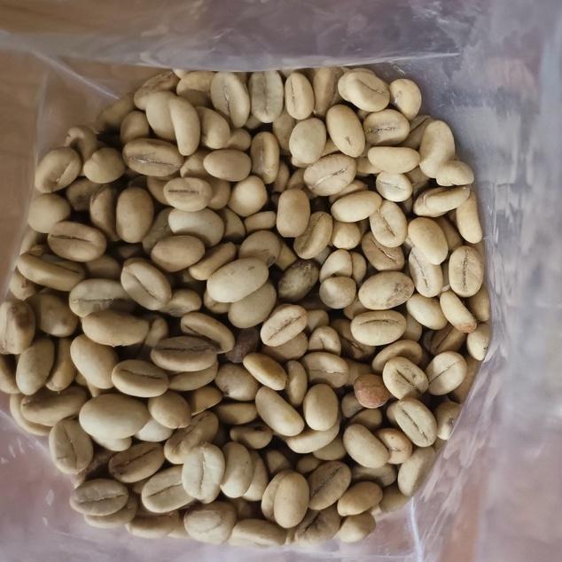 500 gram hạt giống cà phê Thiện Trường