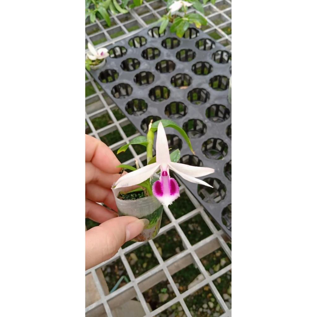 Hoa phong lan phi điệp trắng gieo hạt