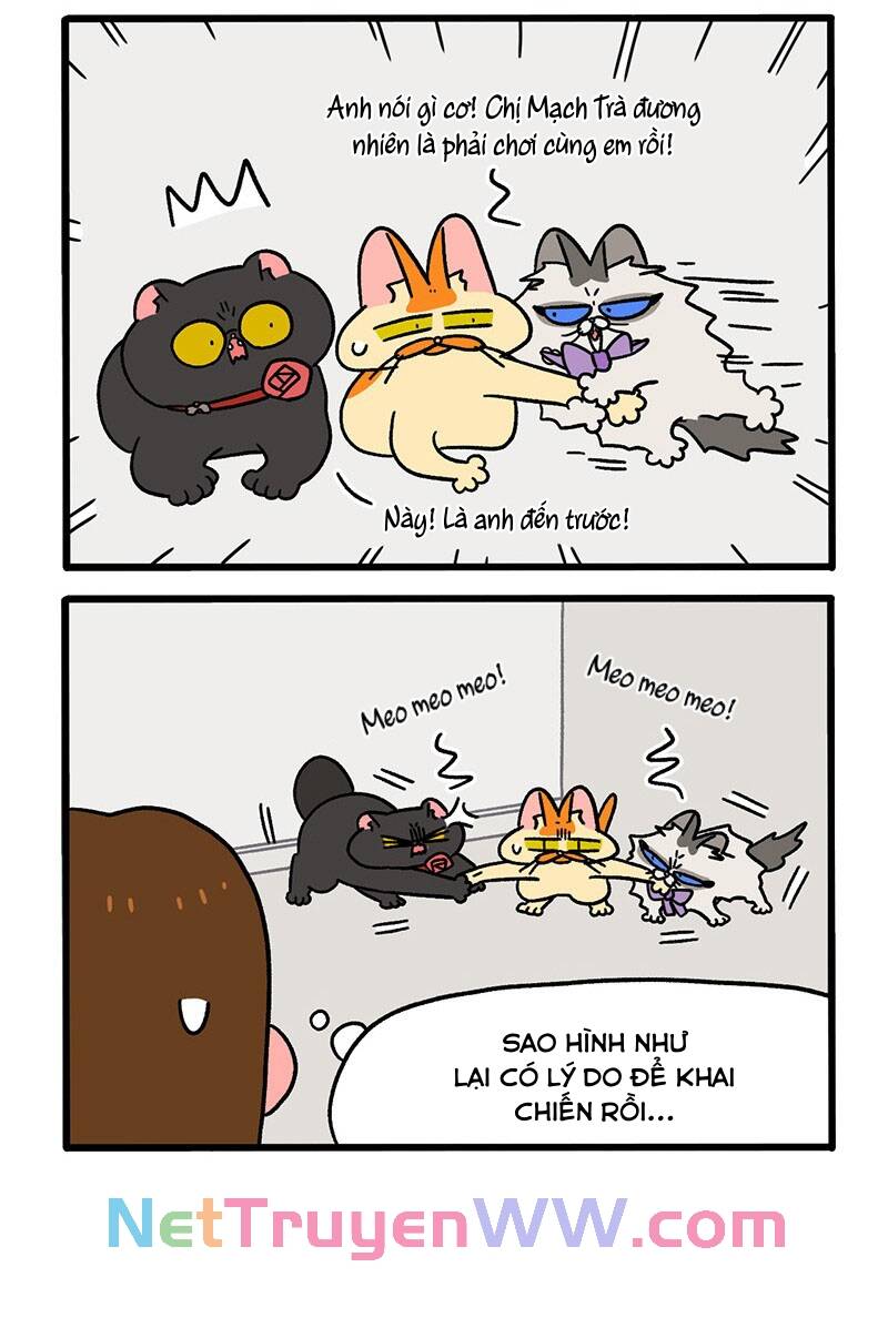 a mãn và mạch trà chapter 50.1 4