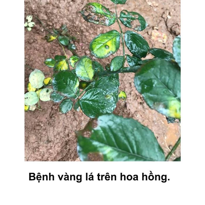 ĐẶC HIỆU TRỪ BỆNH VÀNG LÁ TRÊN CÂY HOA HỒNG; TRỪ BỆNH ĐỐM ĐEN TRÊN CÂY HOA HỒNG; BÁCH BỆNH 15ML