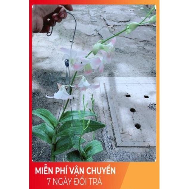 Lan Dendro Hồng Nhạt