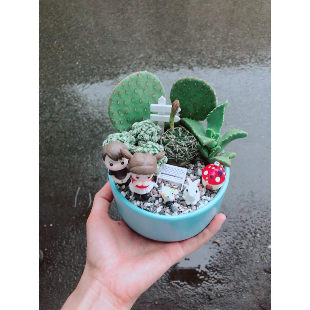 Chậu xương rồng tiểu cảnh