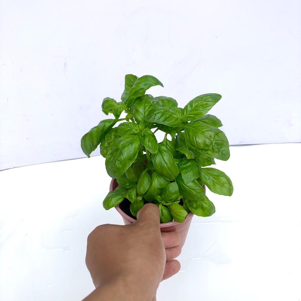 Cây húng tây sweet basil