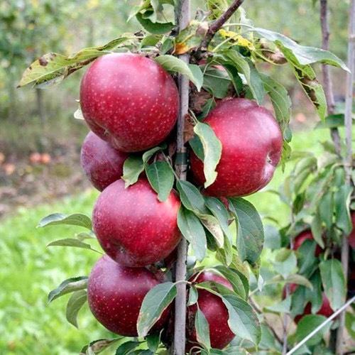 CÂY TÁO ĐỎ ,CÂY GIỐNG CHẤT LƯỢNG CAO