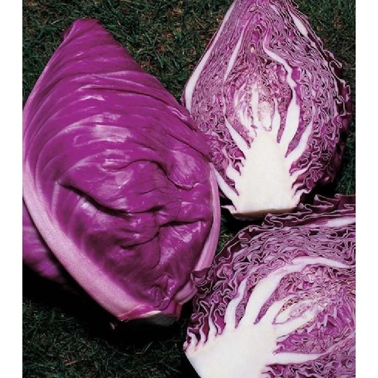 Hạt giống Bắp cải trái tim Tím F1 - 0,1gram/gói