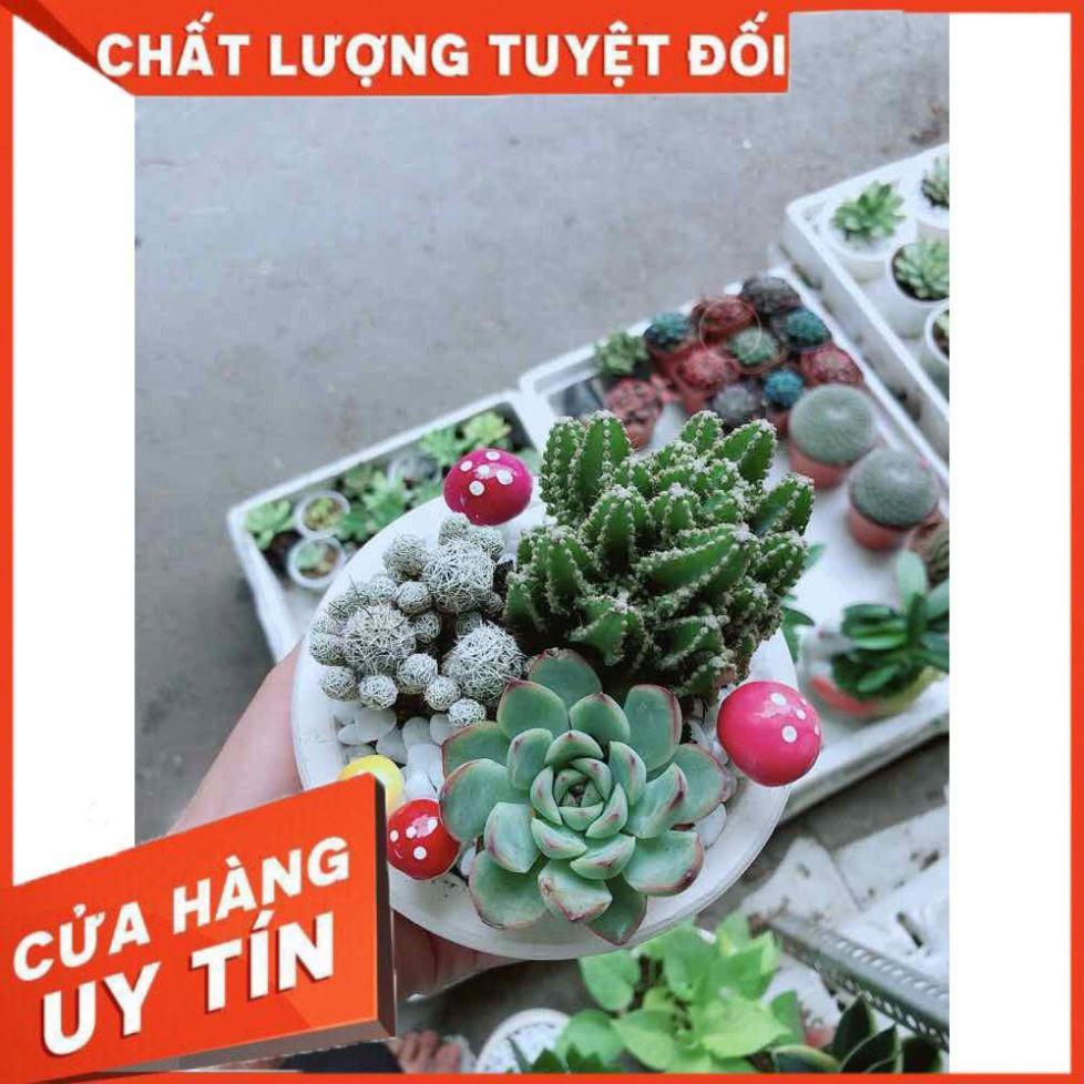 Chậu xương rồng đủ mẫu Nhiều Người Mua
