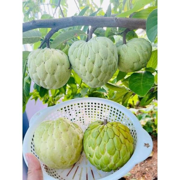 Cây Na thái quả to, cùi dày, siêu ngọt, ít hạt