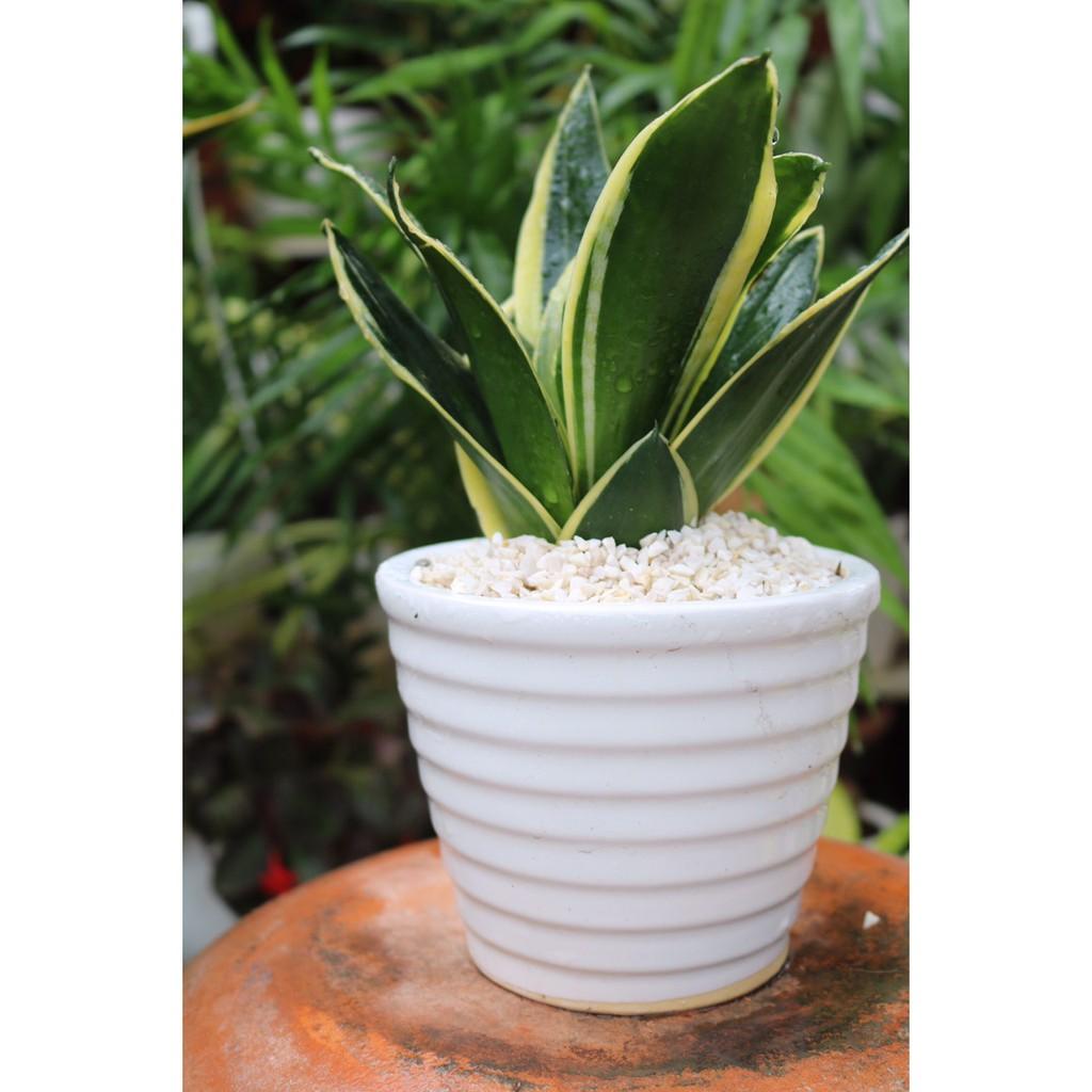 Chậu Lưỡi Hổ Thái