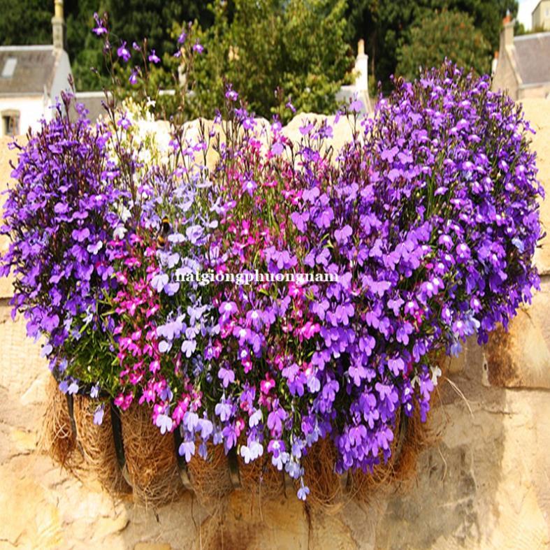 20H - HẠT GIỐNG HOA LOBELIA RŨ