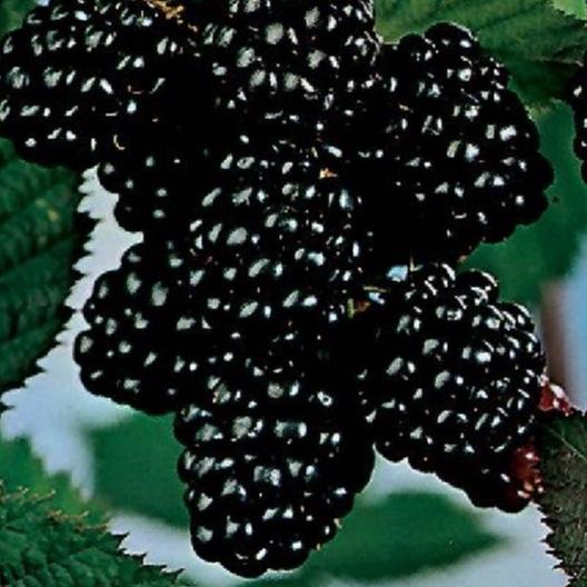 Hạt giống cây ăn trái mâm sôi đen f1 - gói 30 hạt