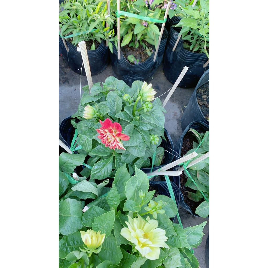 Cây Thược Dược Mini