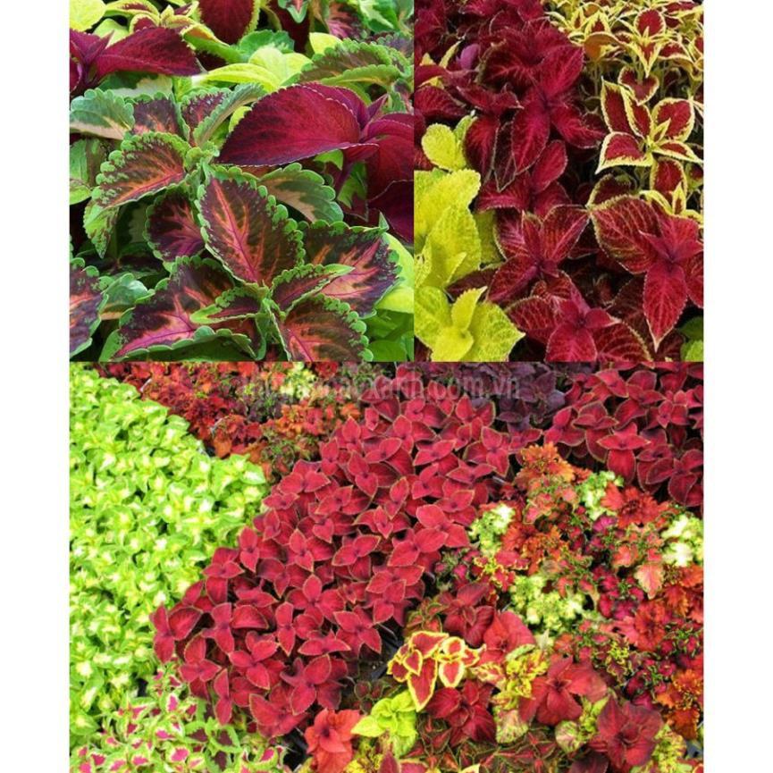 Cây lá gấm - cây tía tô cảnh , CHẬU CÂY TO ĐẸP XUM XUÊ + Tặng 01 cây dâu da đất