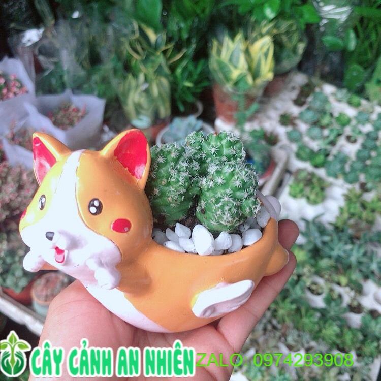Chậu Xương Rồng Trứng Chim