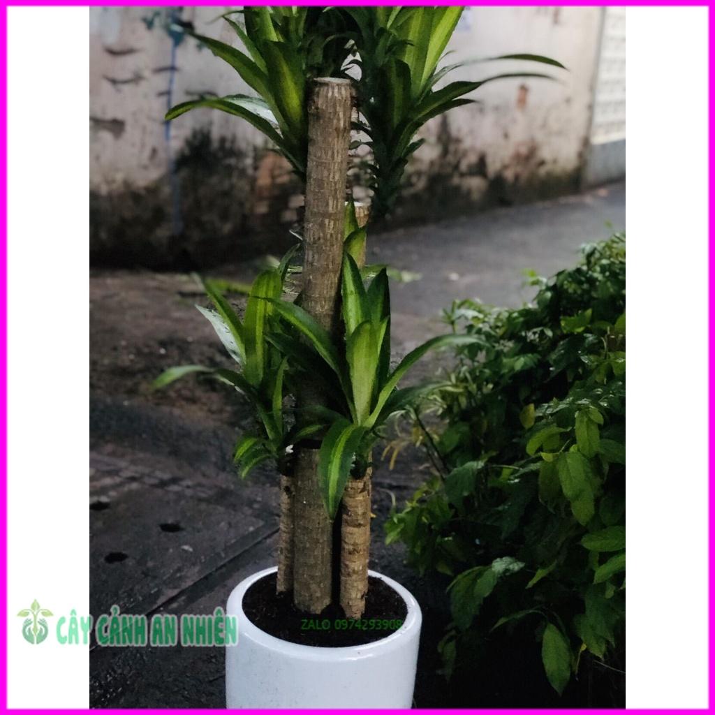 Chậu Cây Phát Tài  Cao 1m5