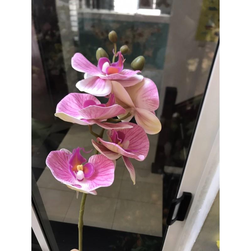 Hoa lan cao su lan hồ điệp giả đẹp trang trí hoa lụa siêu cao cấp