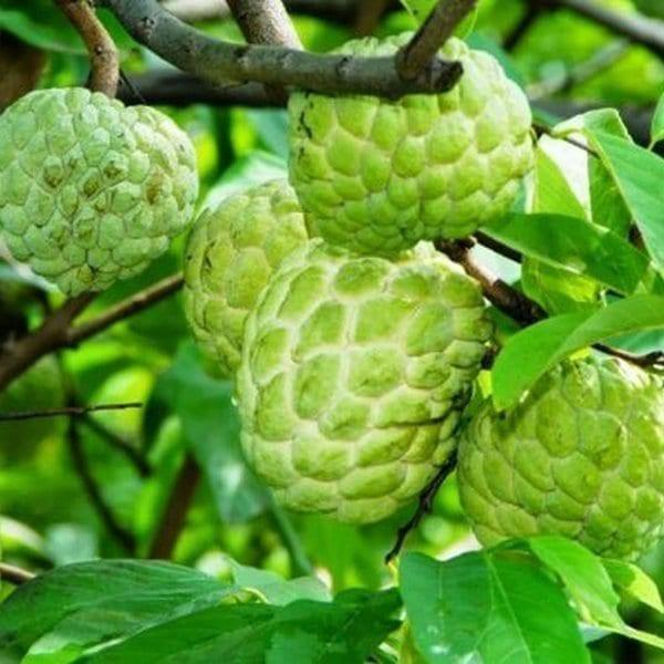 CÂY GIỐNG MÃNG CẦU NA ĐÀI LOAN .
