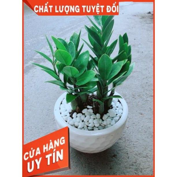 Chậu Kim Tiền