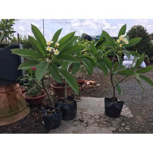 Cây sứ đại hoa vàng hoa rất thơm - kh66dl