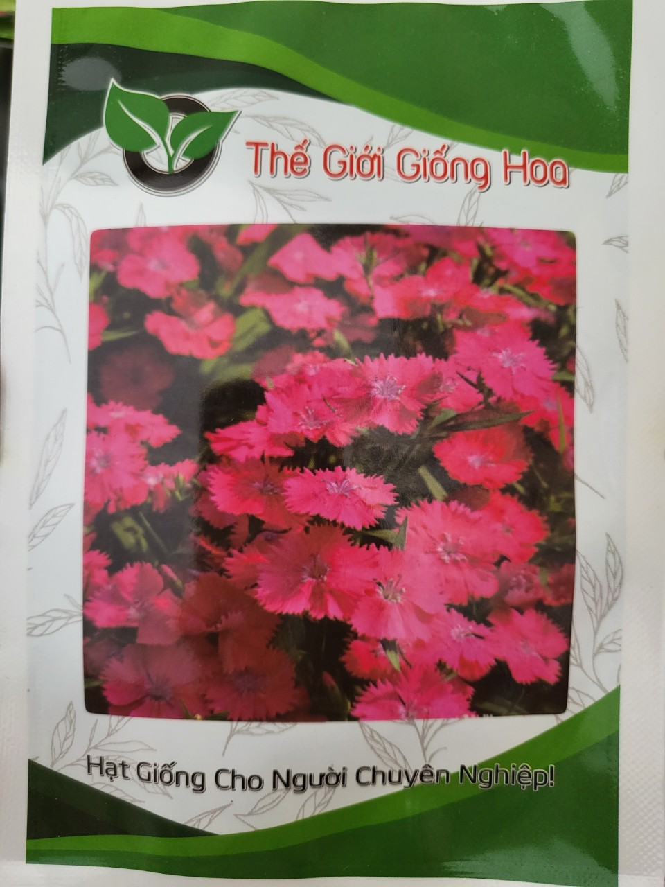Hạt Giống Hoa Cẩm Chướng Lùn