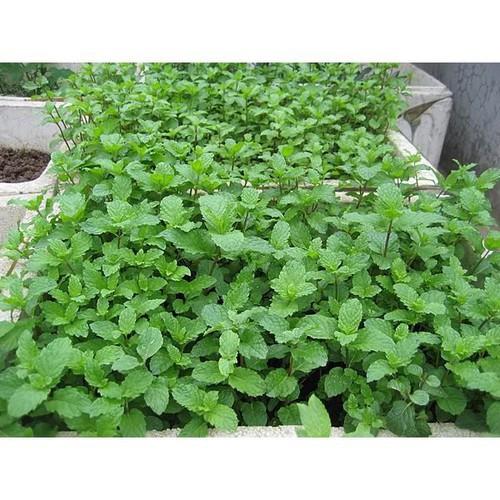 Hạt giống Cây bạc hà mint , Húng chanh rau thơm dễ trồng